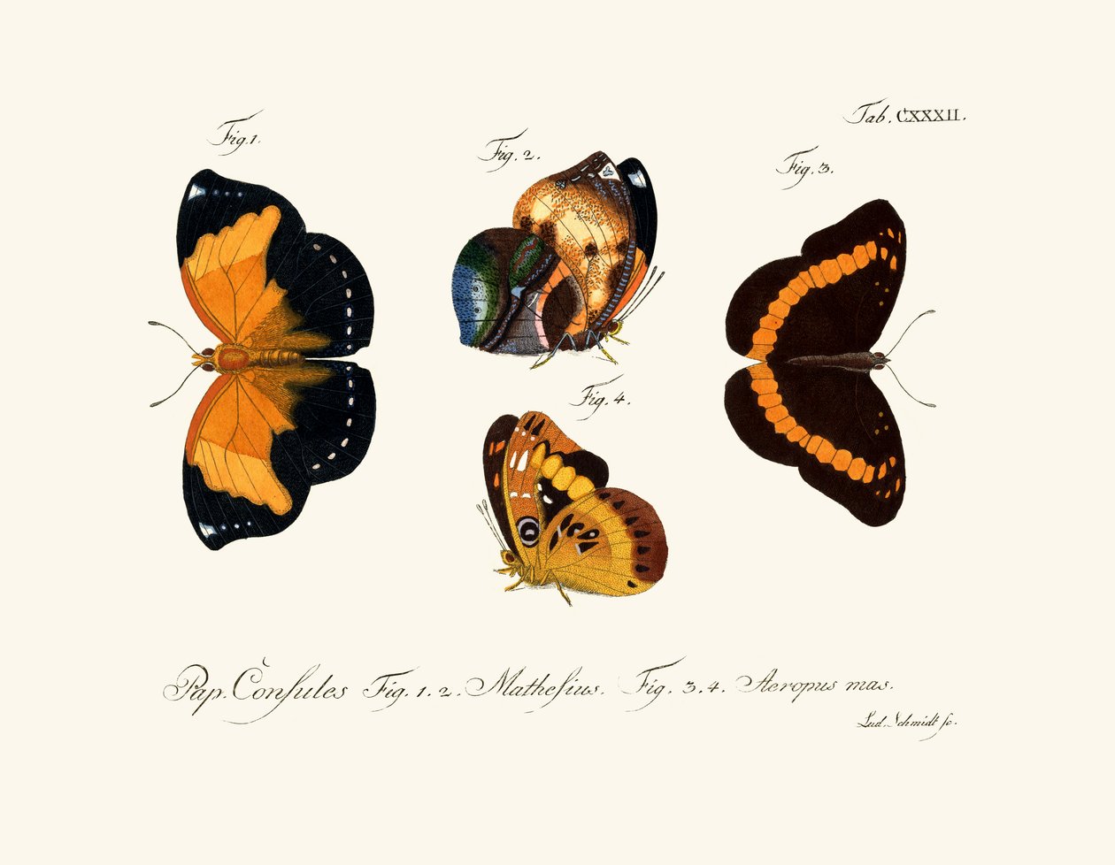 Papillons - German School