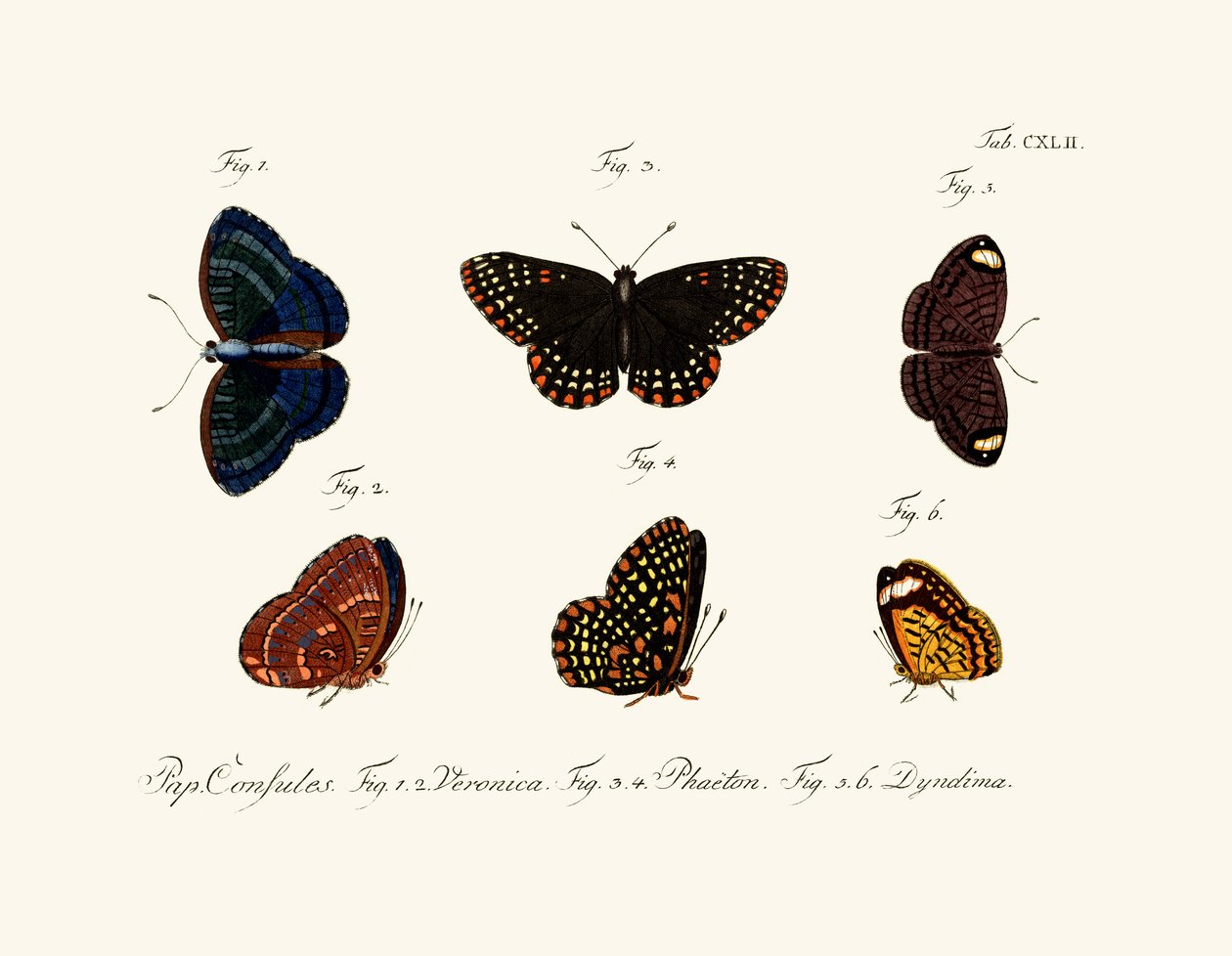 Papillons - German School
