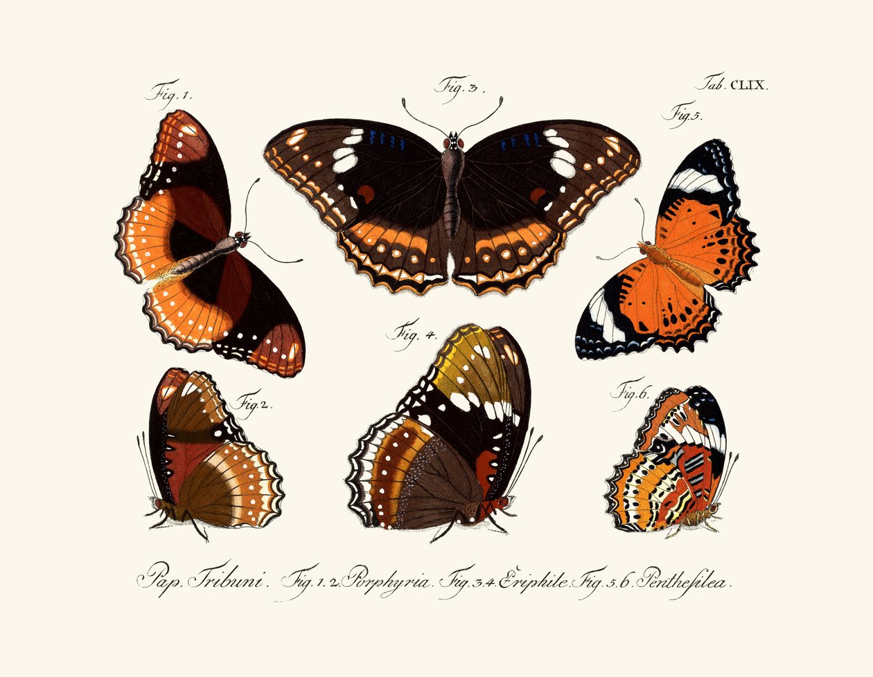 Papillons - German School