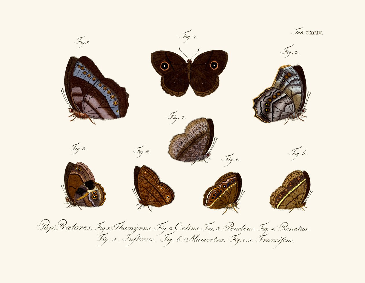 Papillons - German School