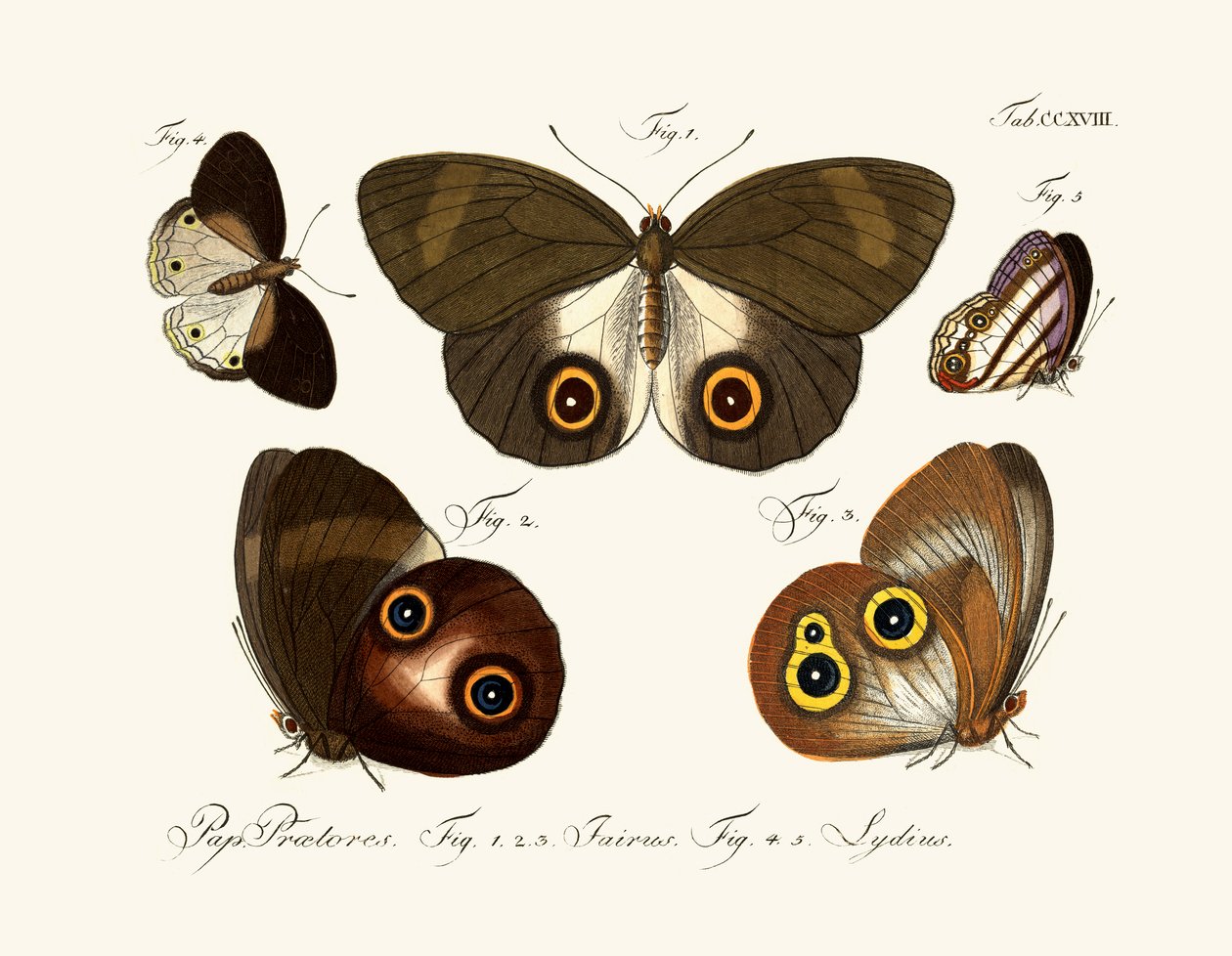 Papillons - German School