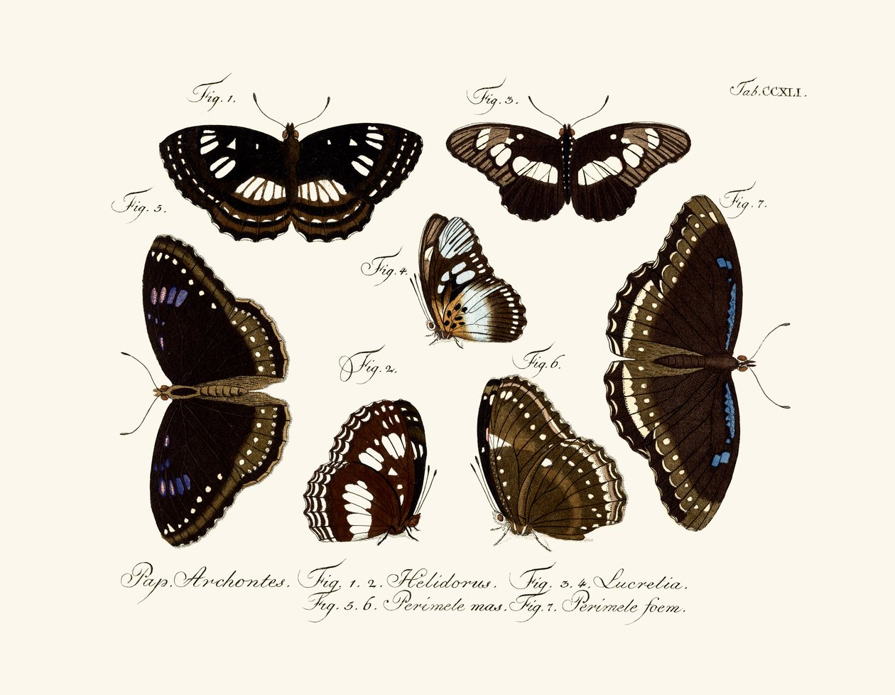 Papillons - German School