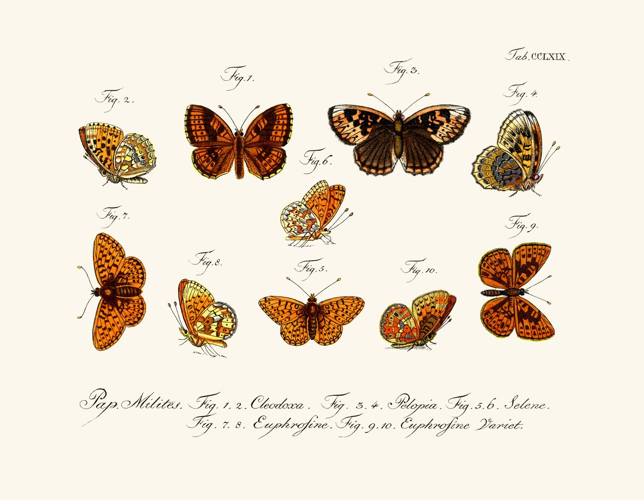 Papillons - German School