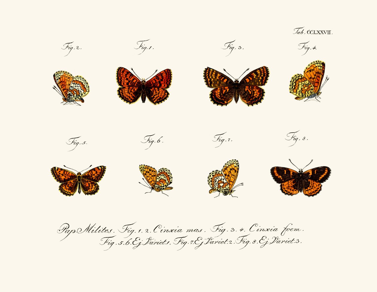 Papillons - German School