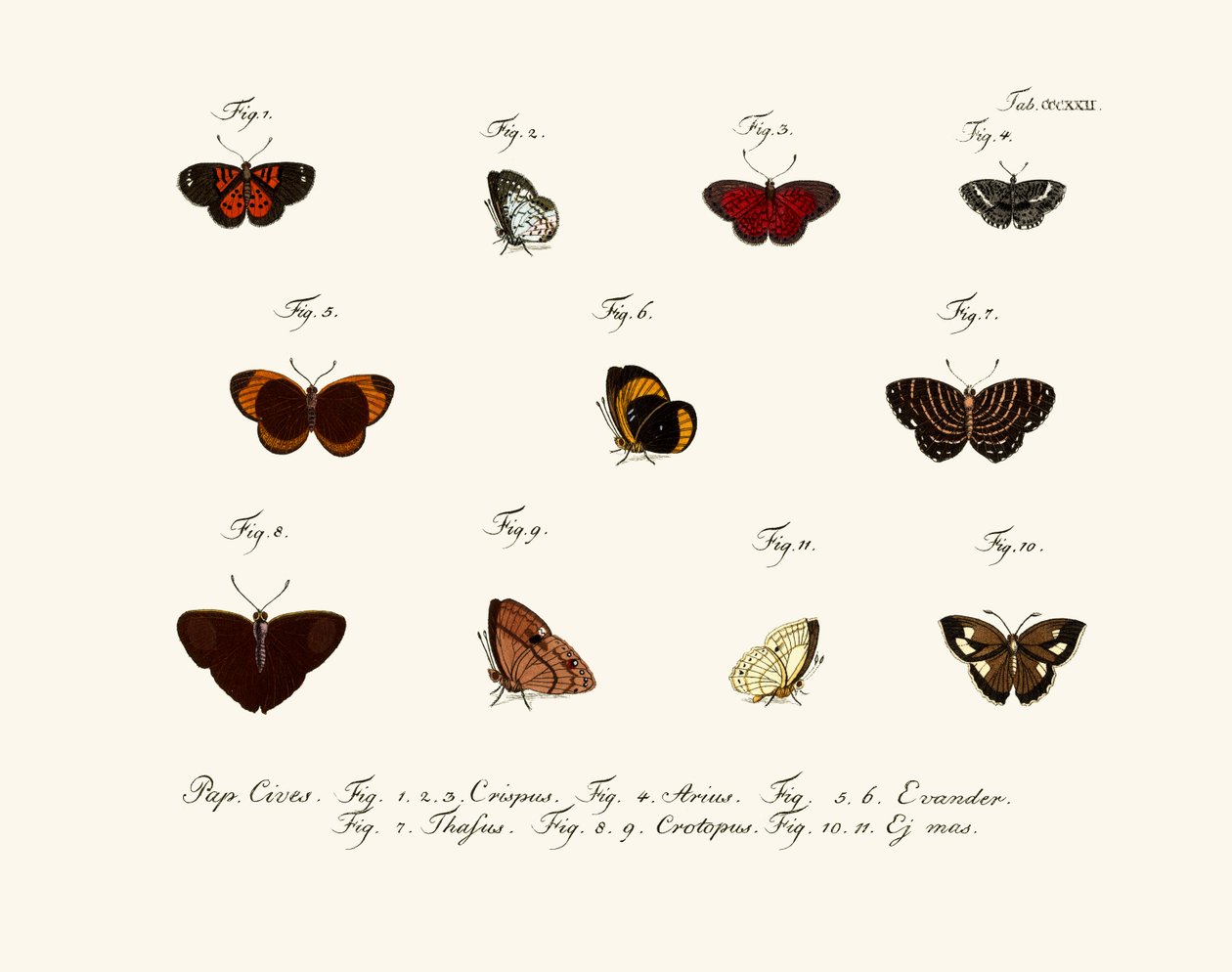 Papillons - German School