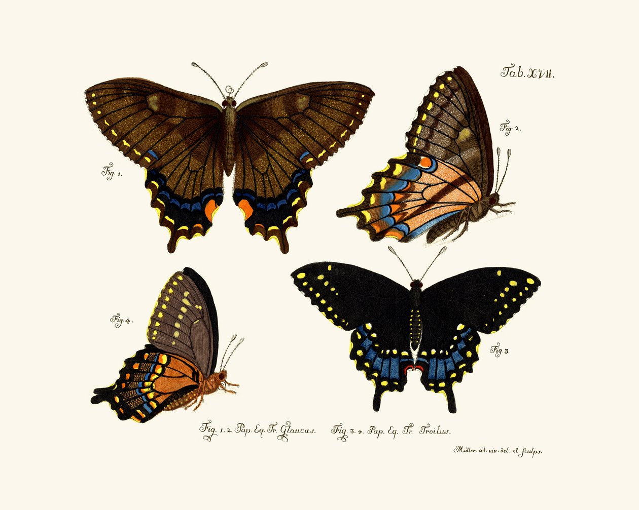 Papillons - German School