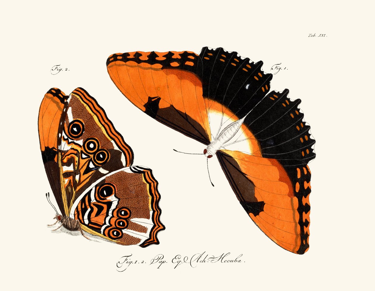 Papillons - German School