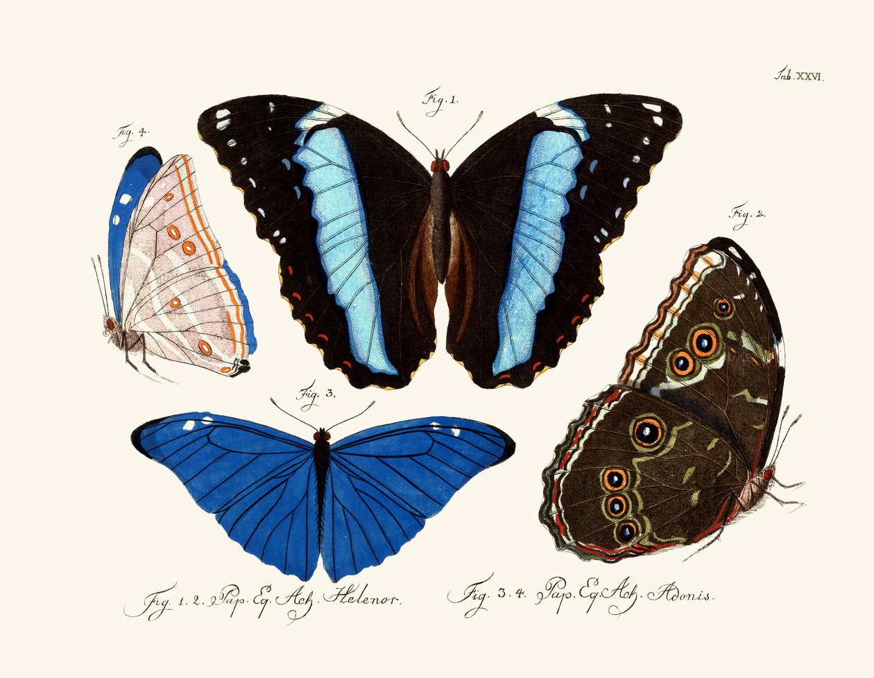 Papillons - German School