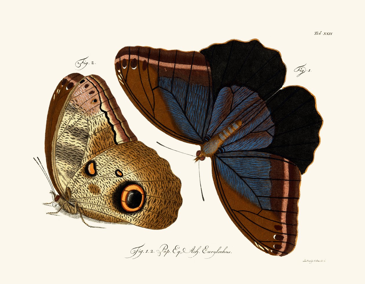 Papillons - German School