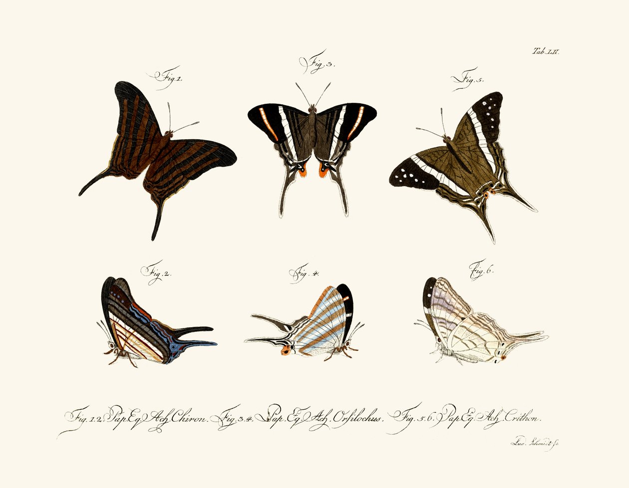 Papillons - German School