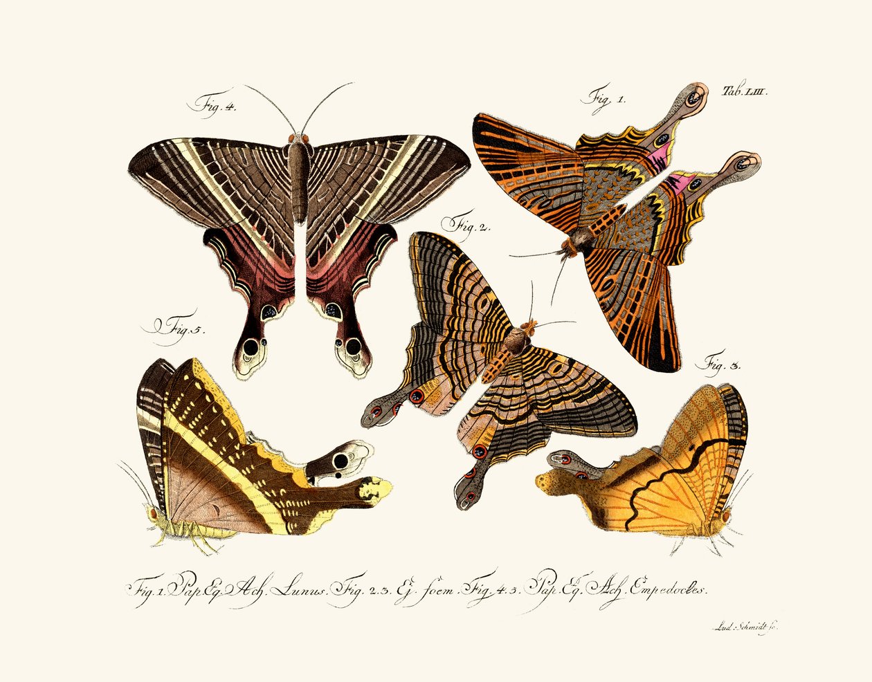 Papillons - German School