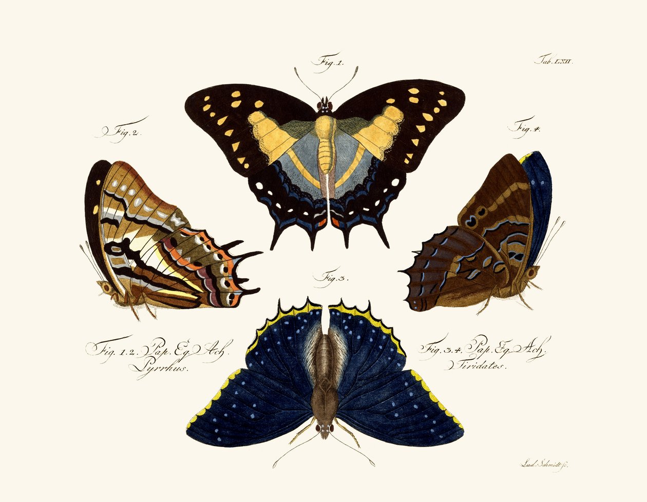 Papillons - German School
