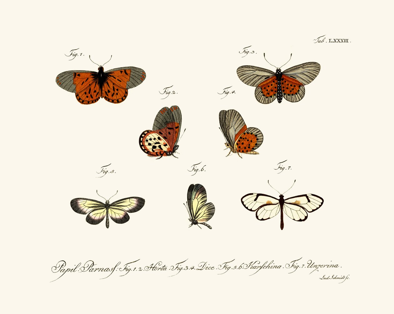 Papillons - German School