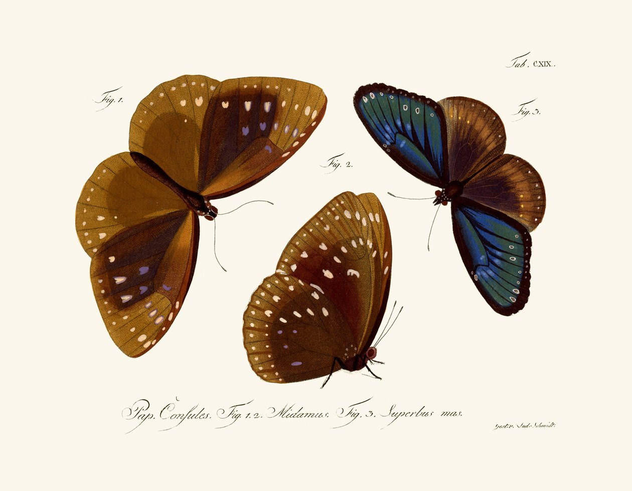 Papillons - German School