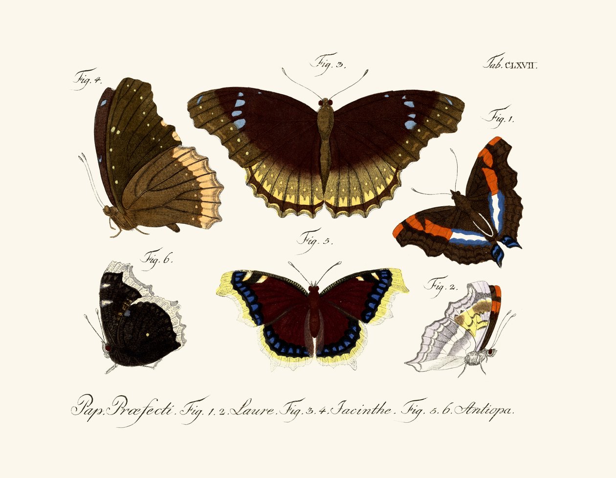 Papillons - German School