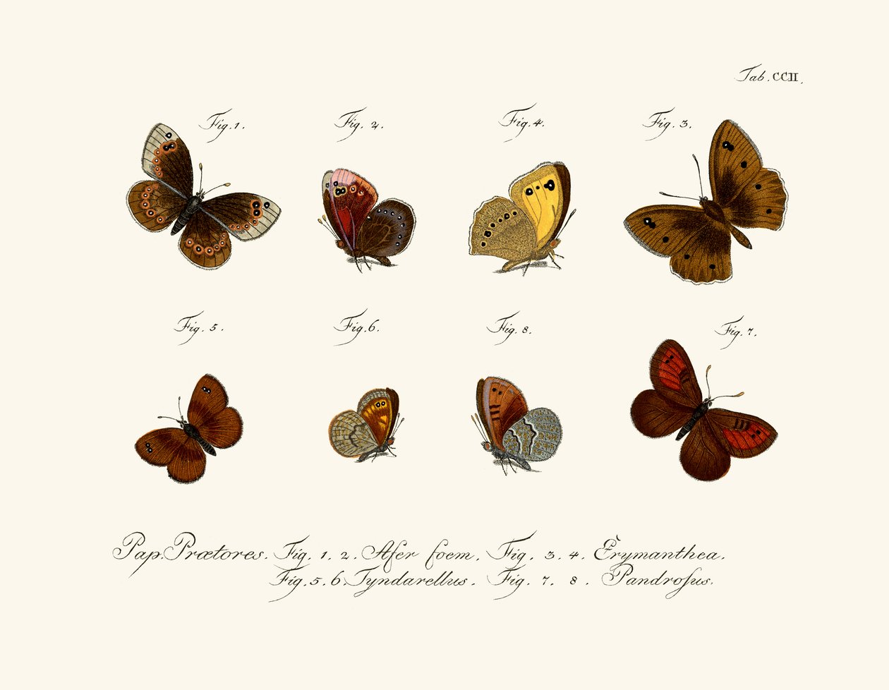 Papillons - German School