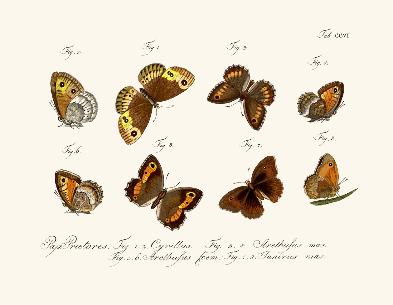 Papillons - German School