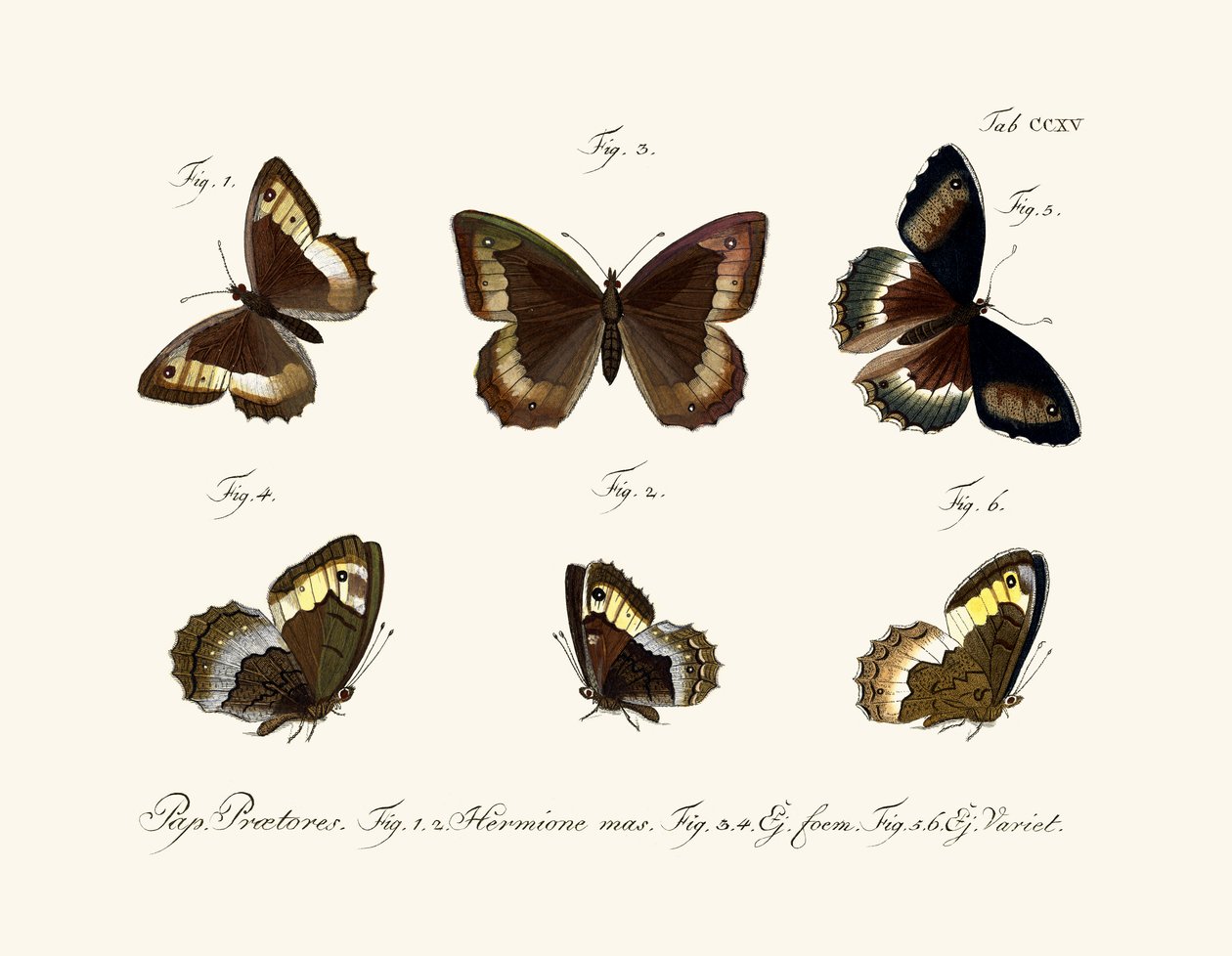 Papillons - German School