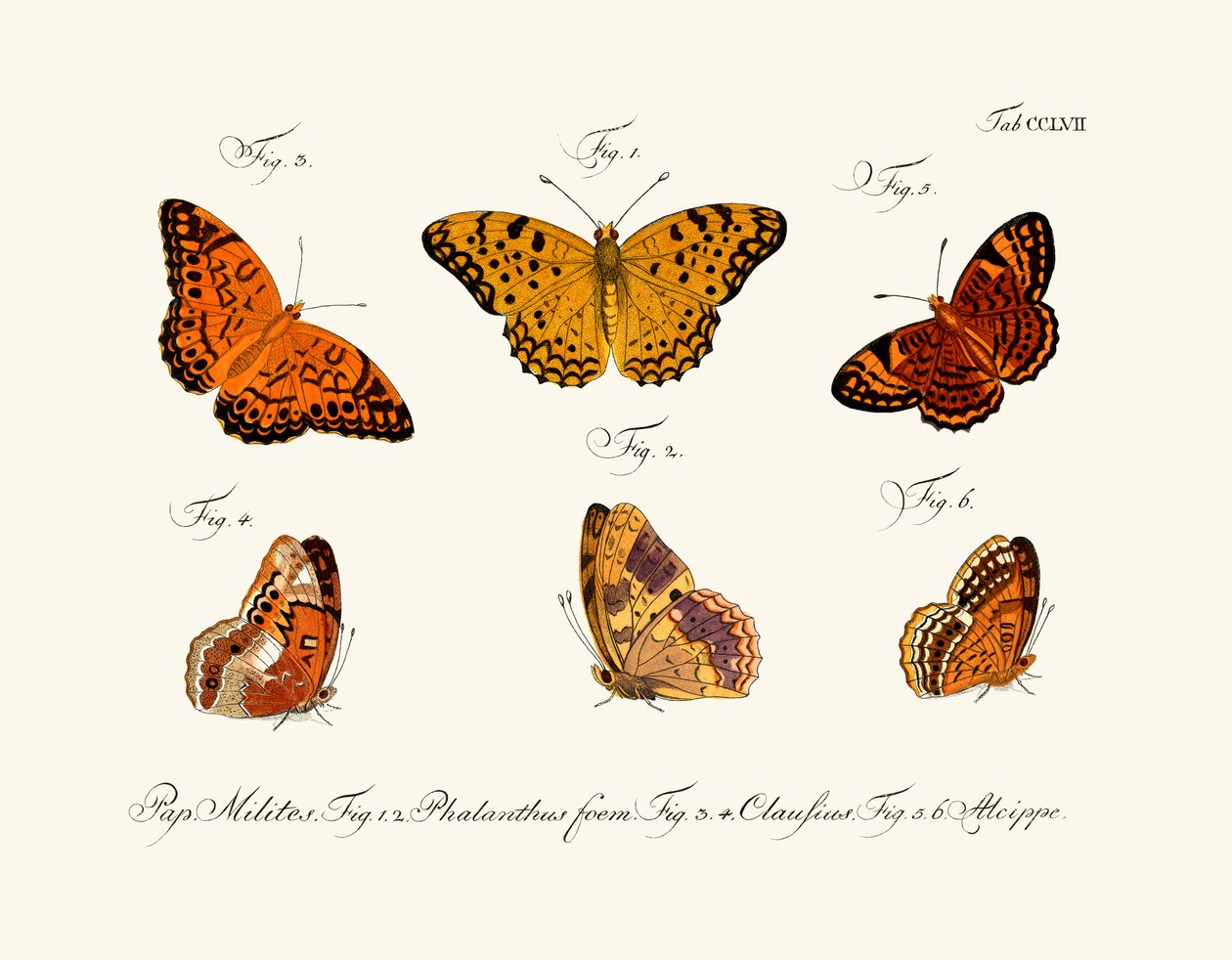 Papillons - German School