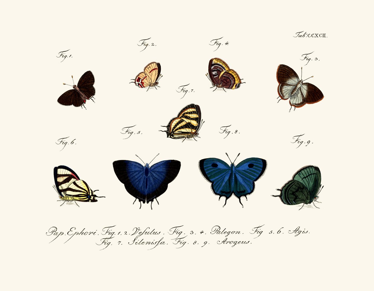 Papillons - German School