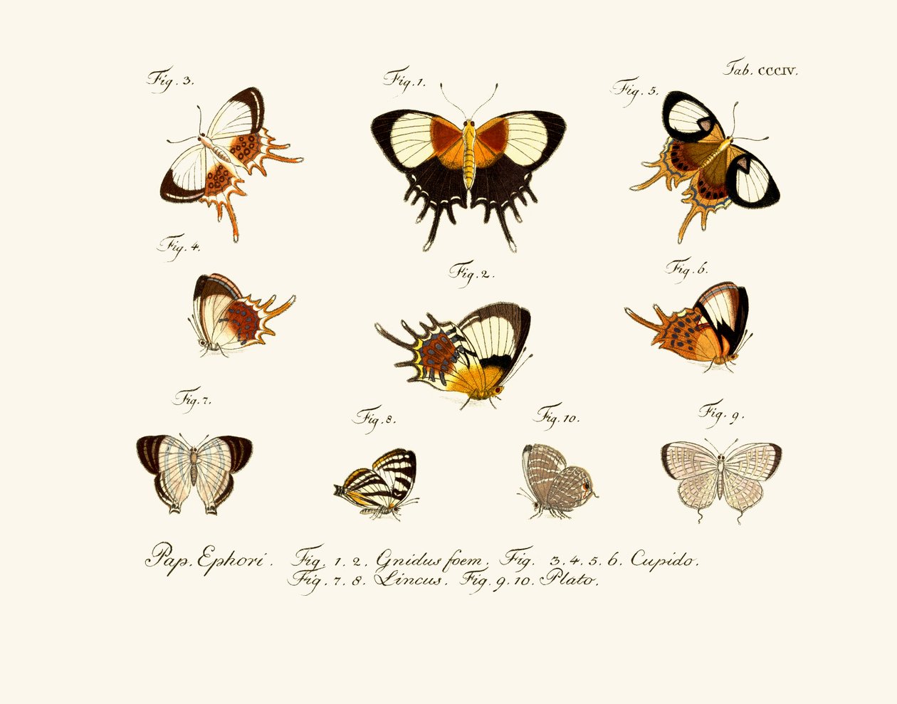 Papillons - German School