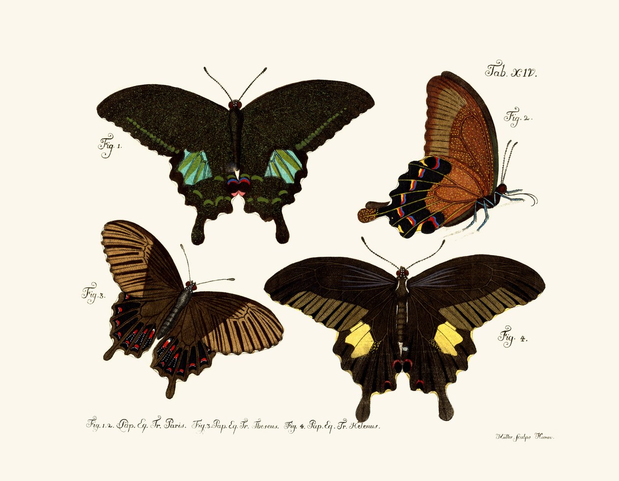 Papillons - German School