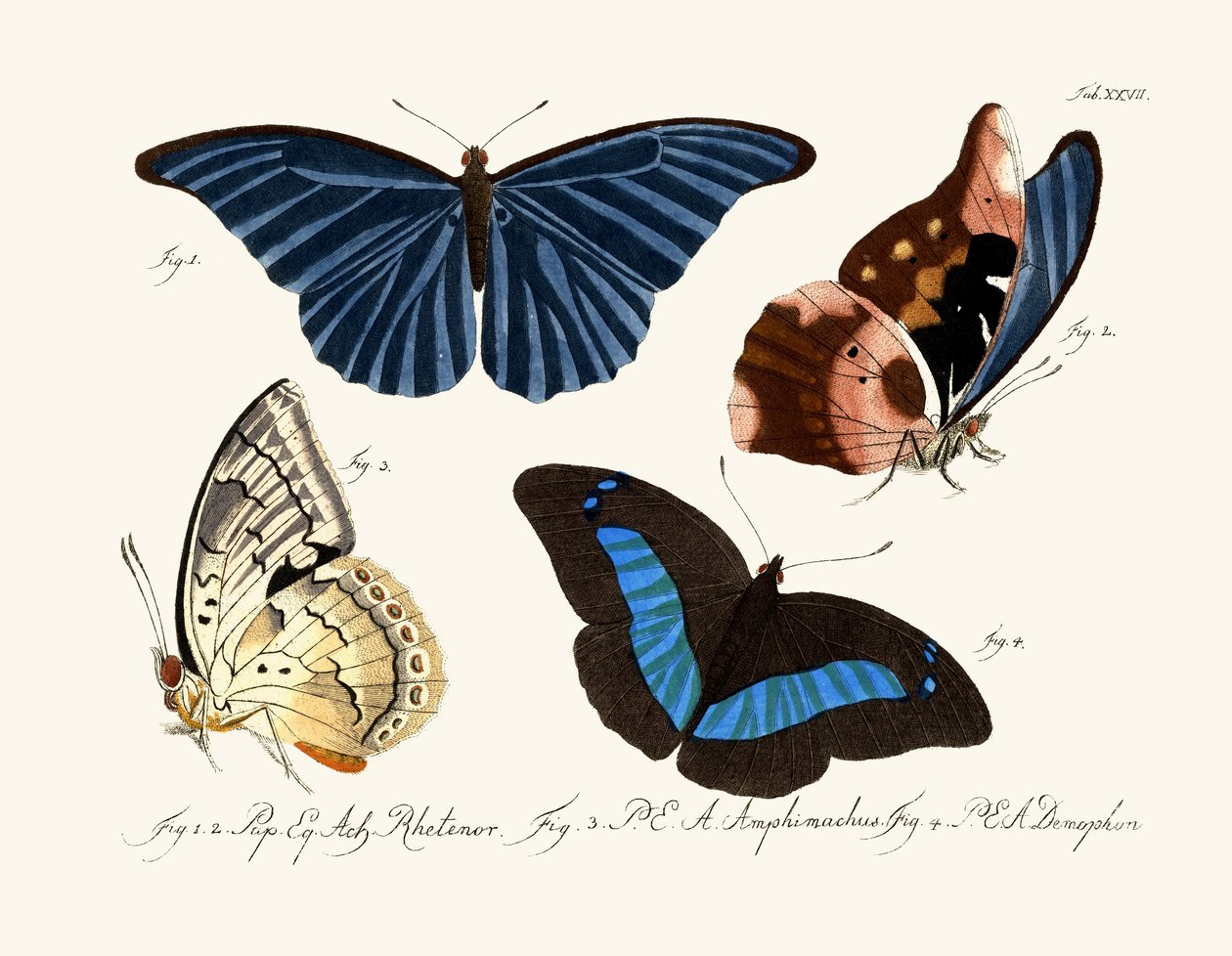 Papillons - German School
