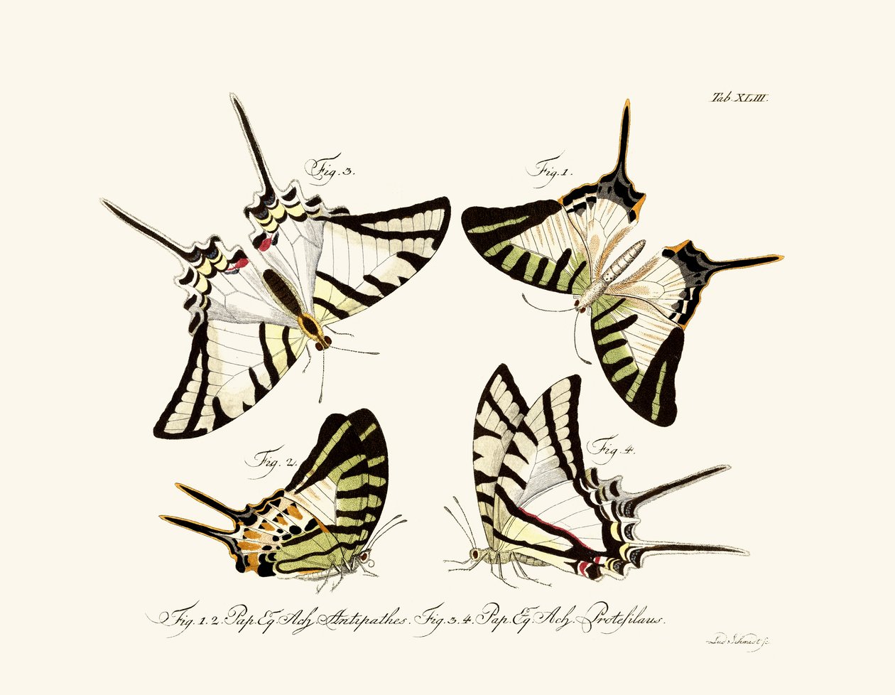 Papillons - German School