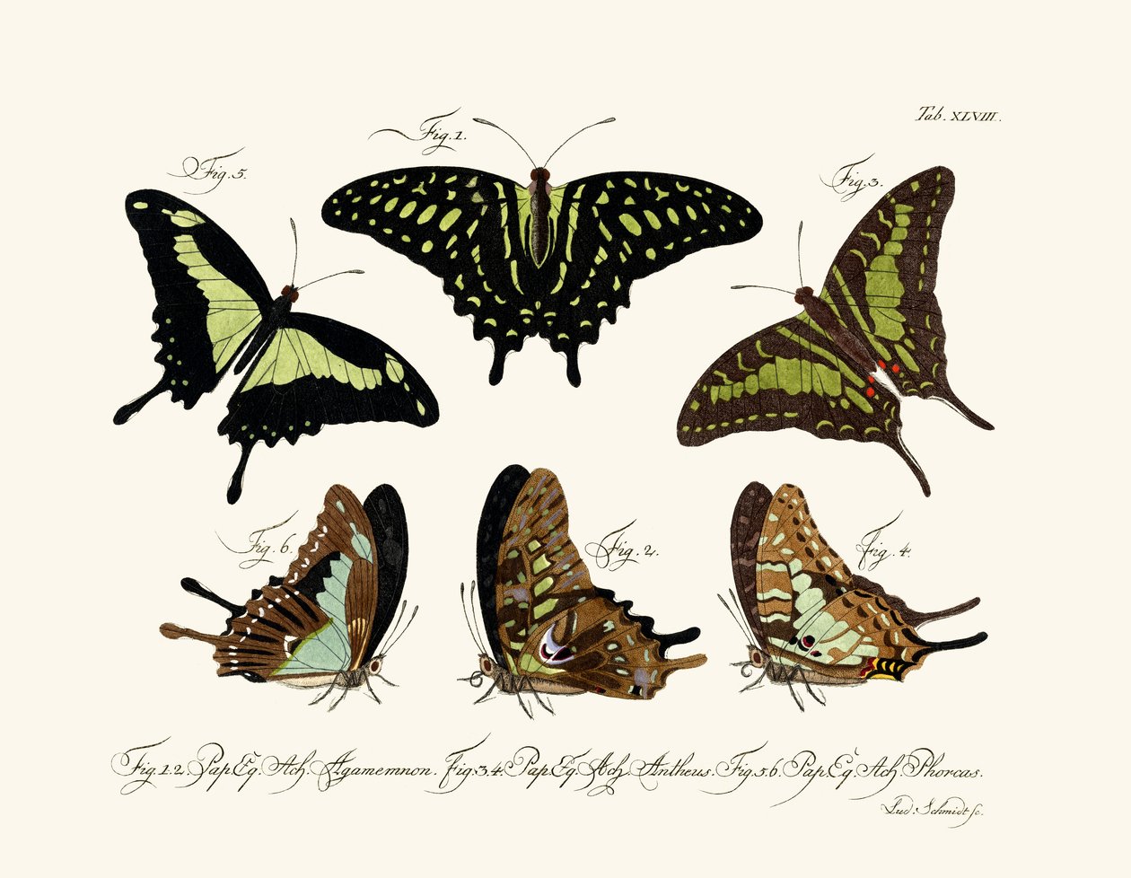 Papillons - German School