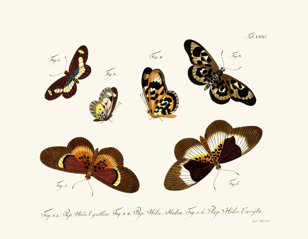 Papillons - German School