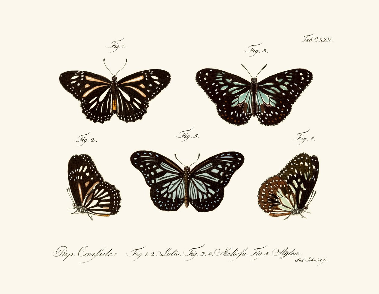 Papillons - German School
