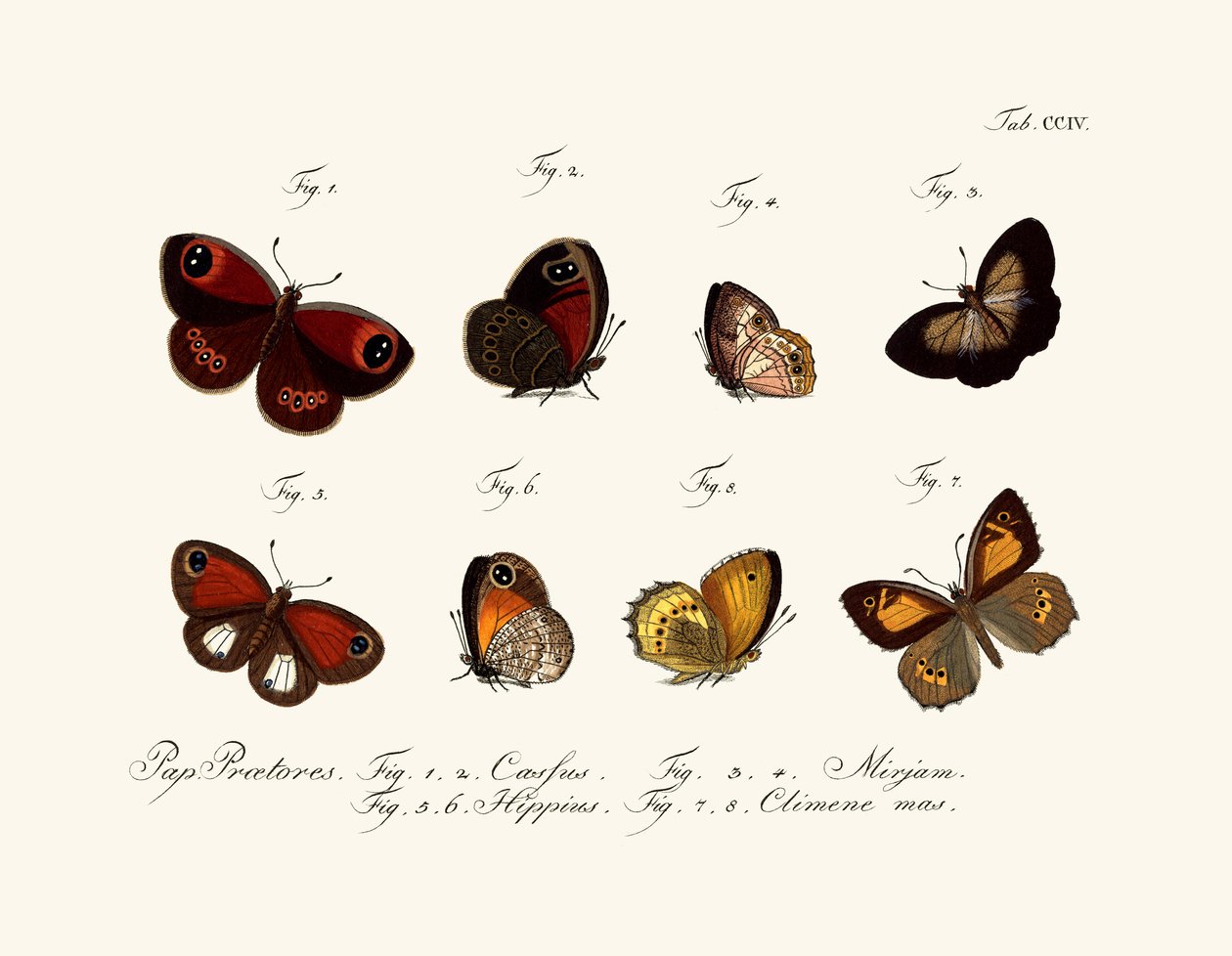 Papillons - German School