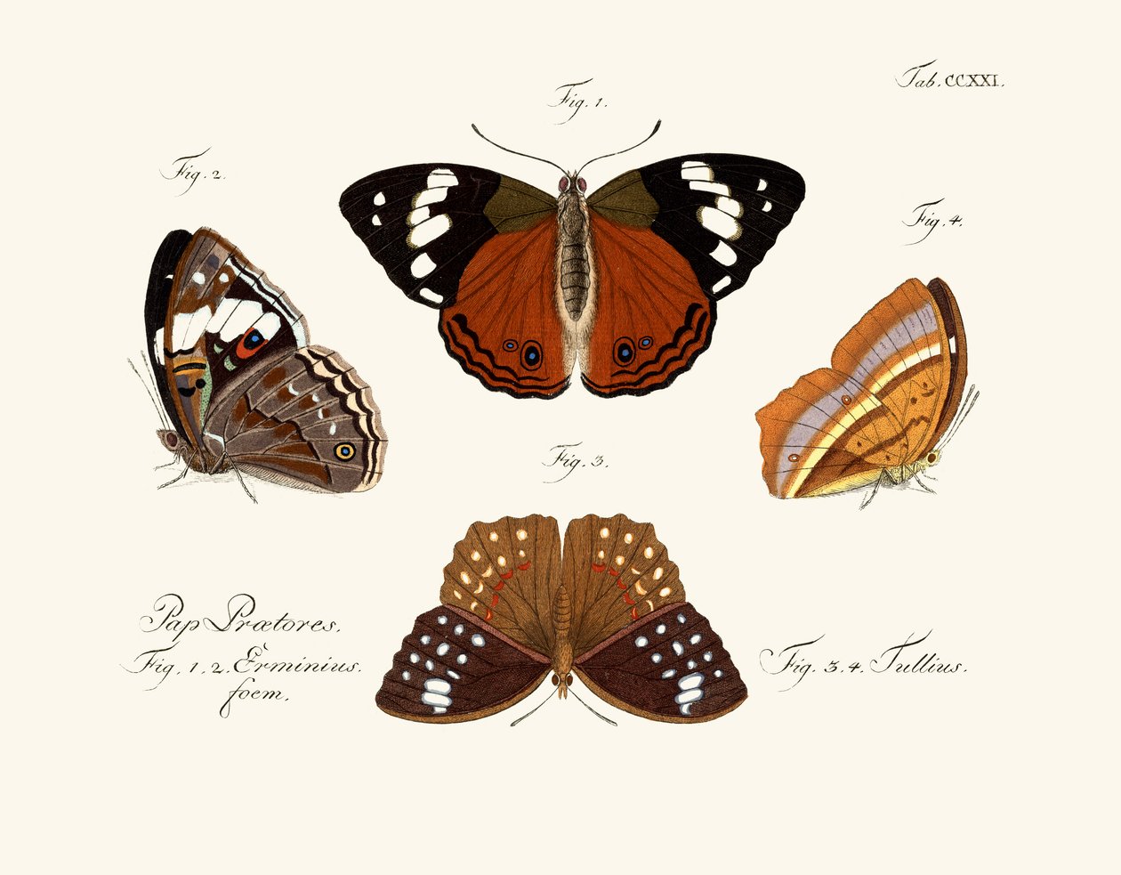 Papillons - German School