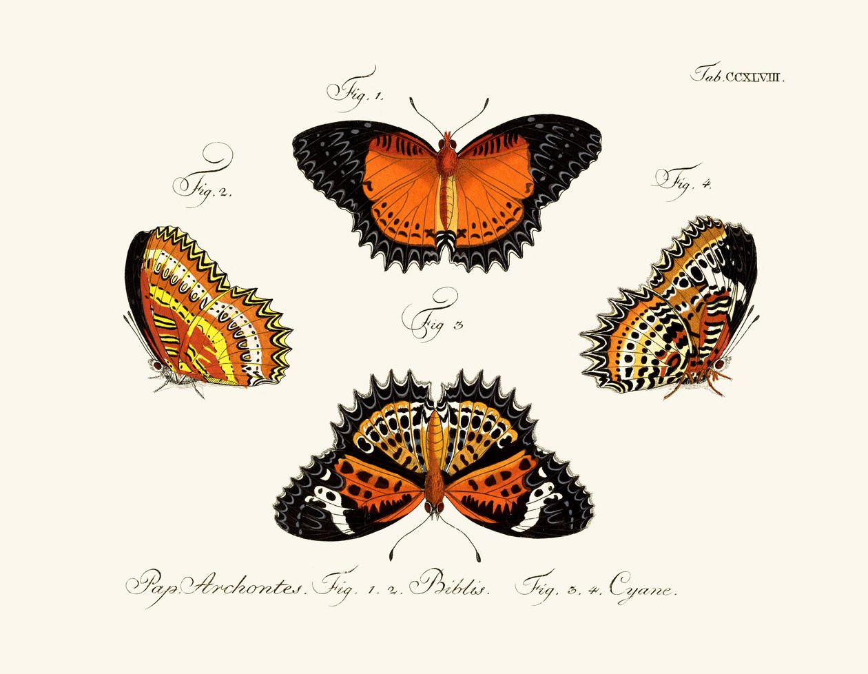 Papillons - German School