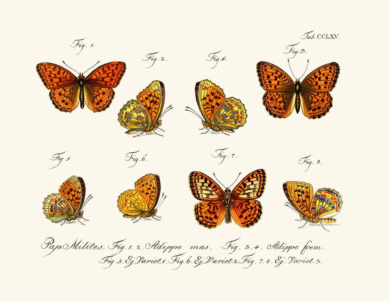 Papillons - German School
