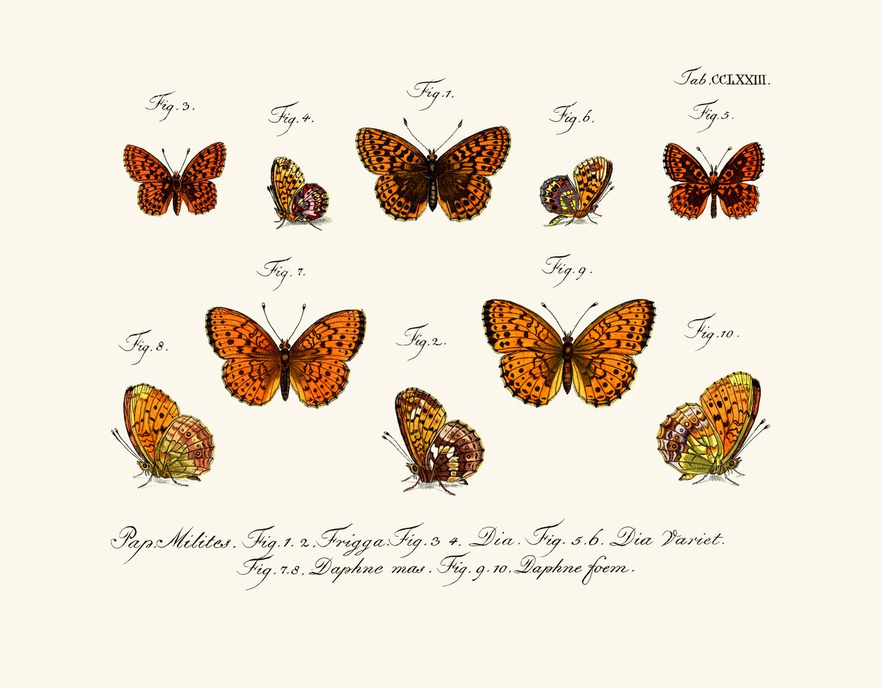 Papillons - German School