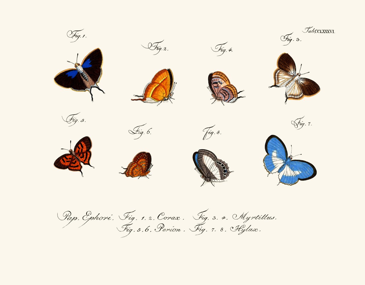 Papillons - German School