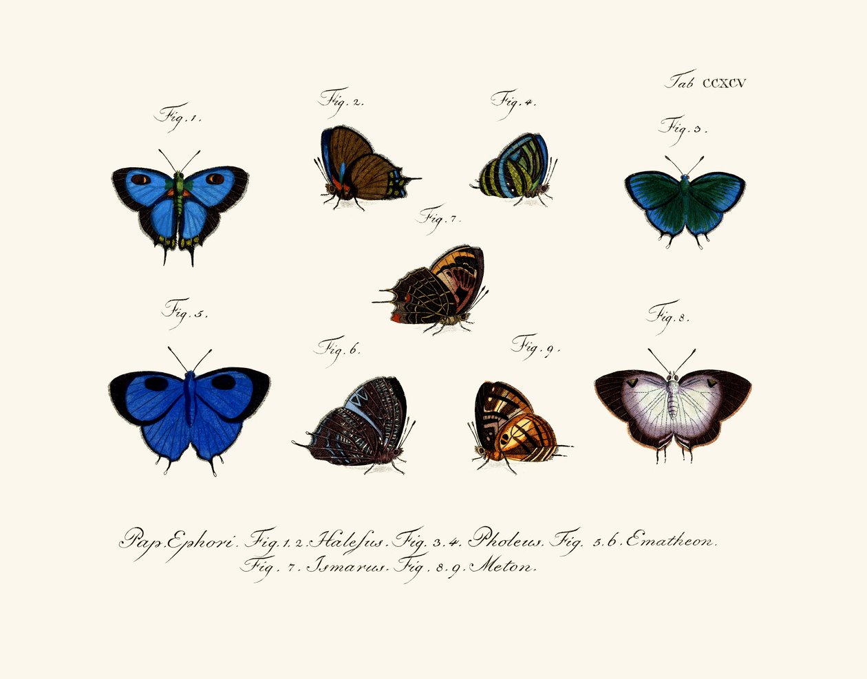 Papillons - German School