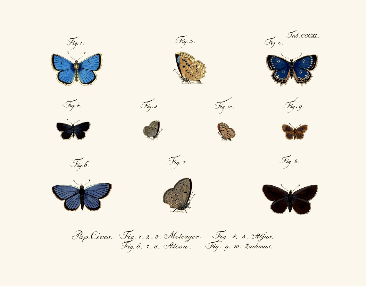 Papillons - German School