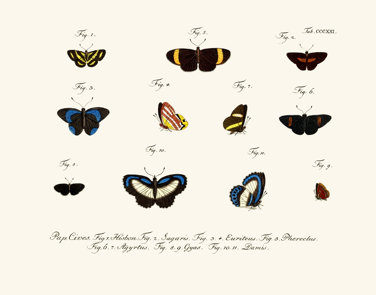Papillons - German School