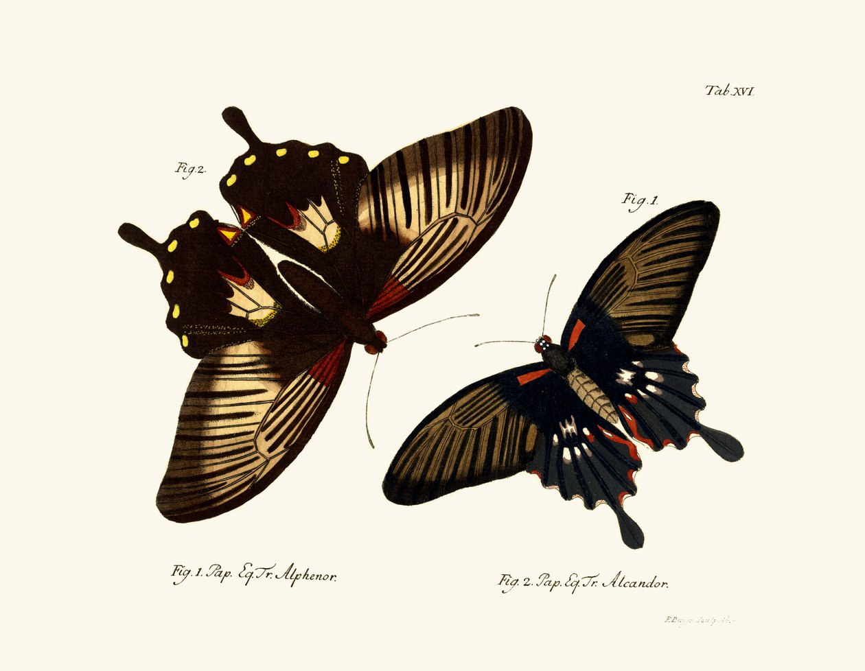 Papillons - German School