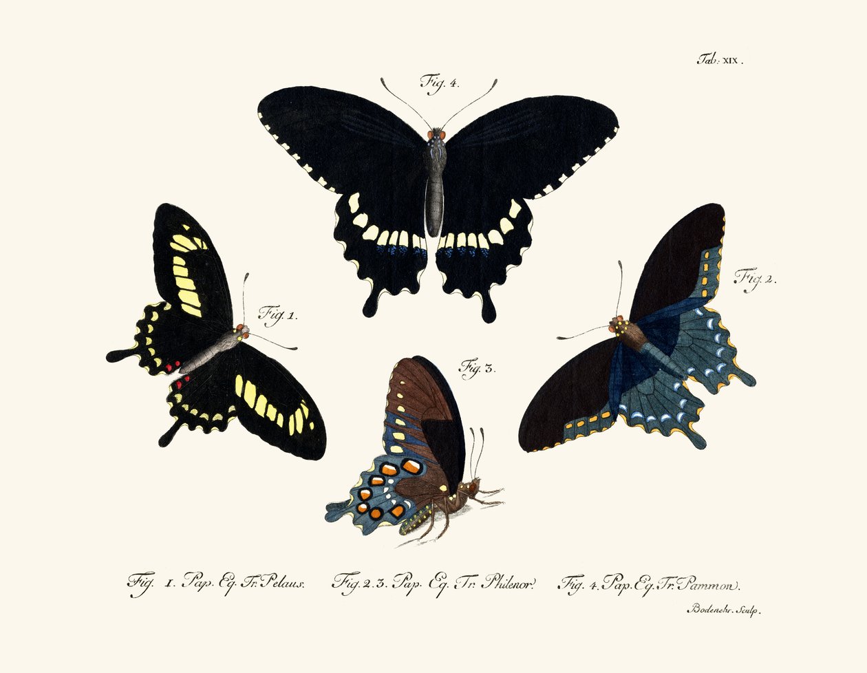Papillons - German School