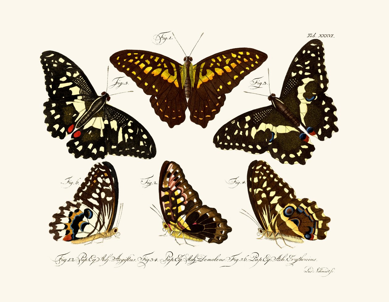 Papillons - German School