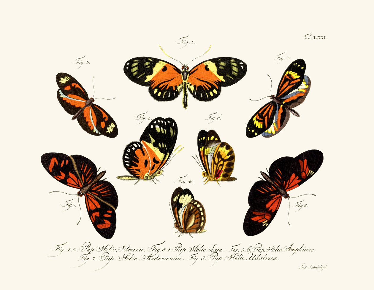 Papillons - German School