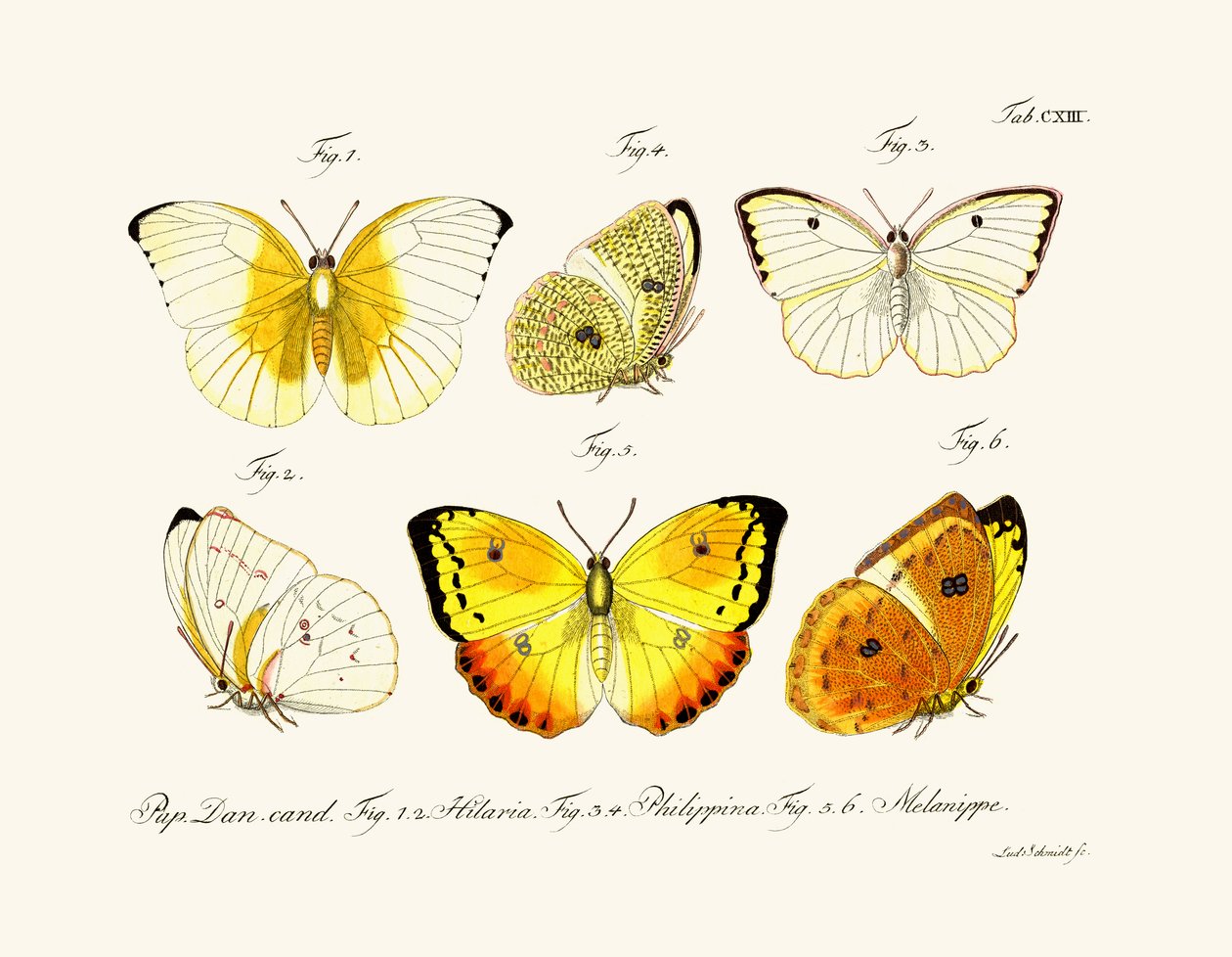 Papillons - German School