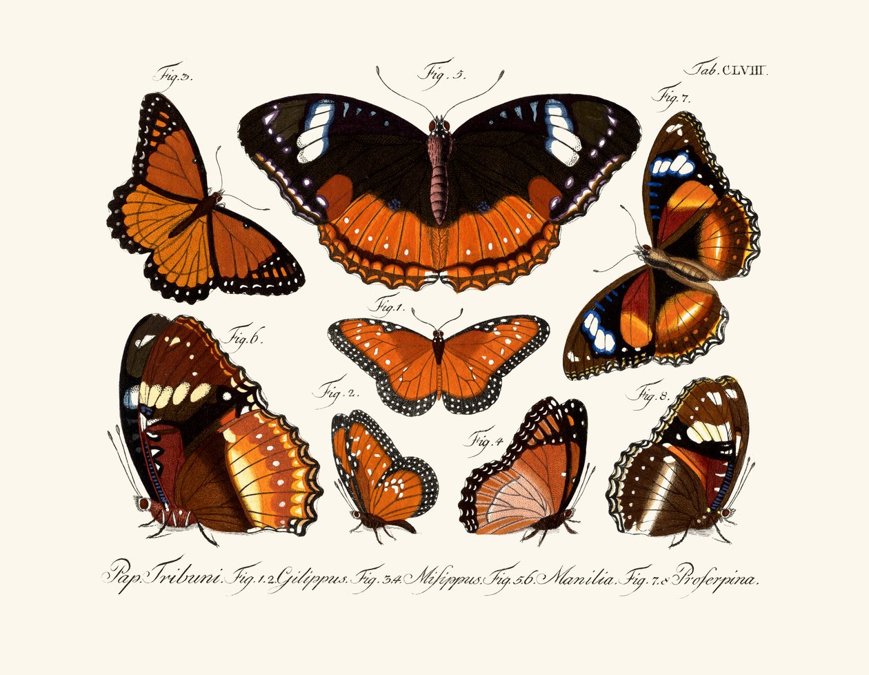 Papillons - German School