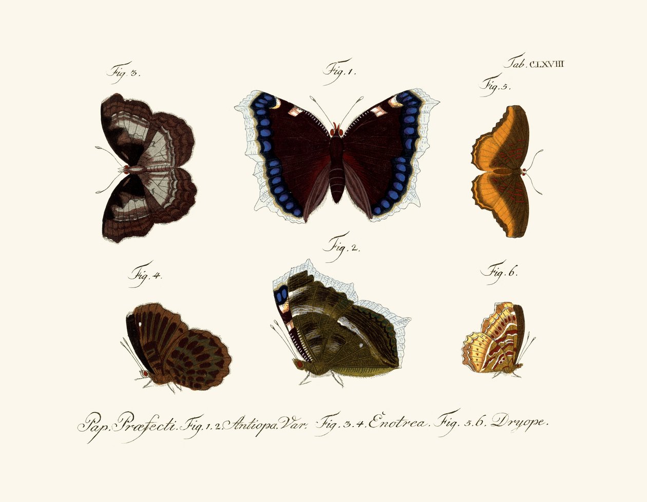 Papillons - German School