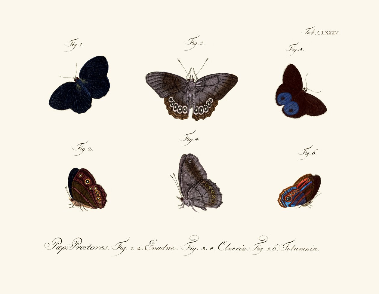 Papillons - German School