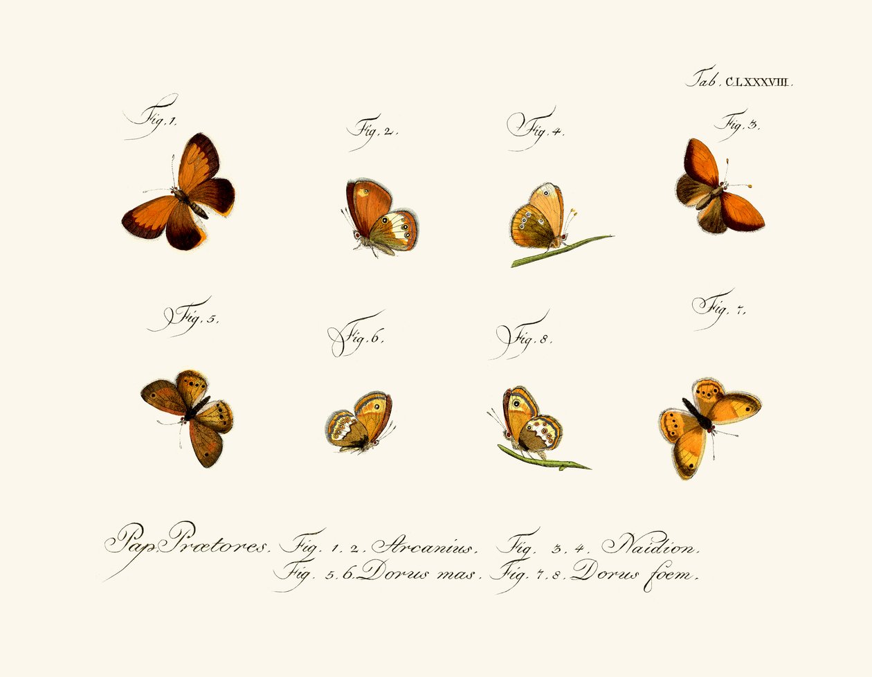 Papillons - German School