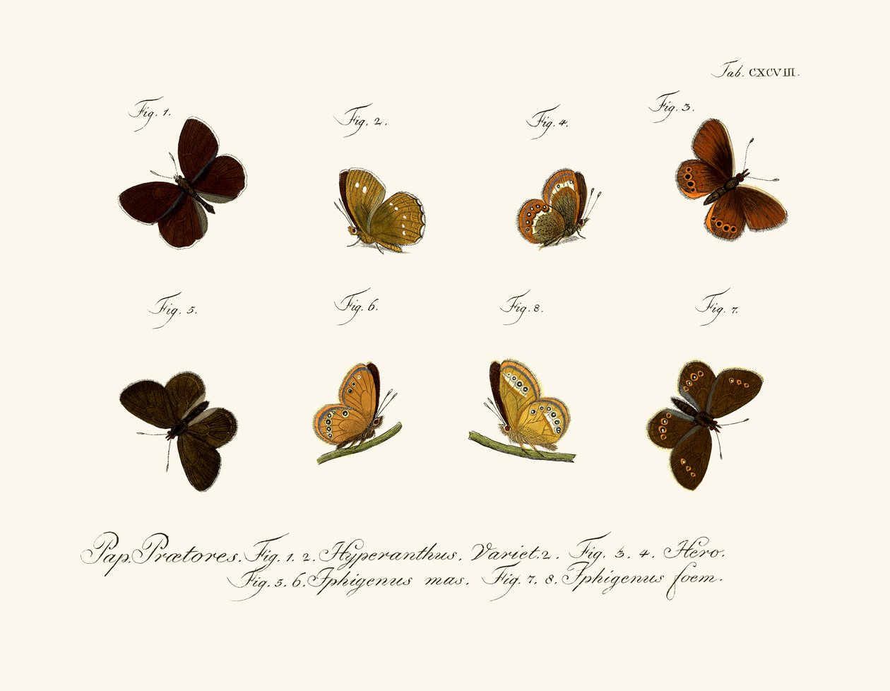 Papillons - German School